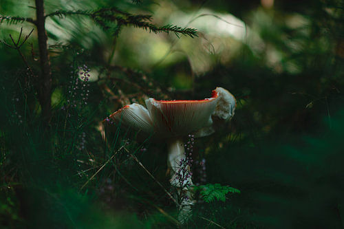 Vliegenzwam in het herfstbos van het Sauerland