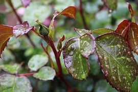 Green plants and leaves with fresh raindrops on them by MPfoto71