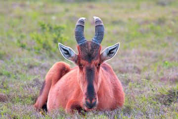 "Hartebeest in the grass. by Capture the Moment 010