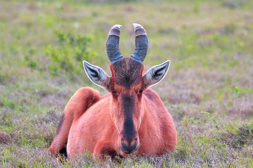 "Hartebeest in the grass.