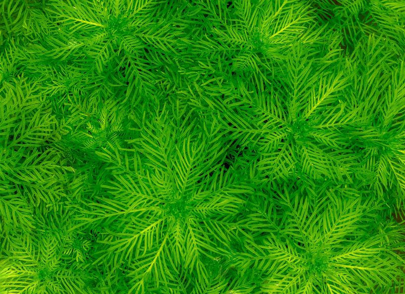 Arrière-plan abstrait d'une nénuphar verte par ManfredFotos