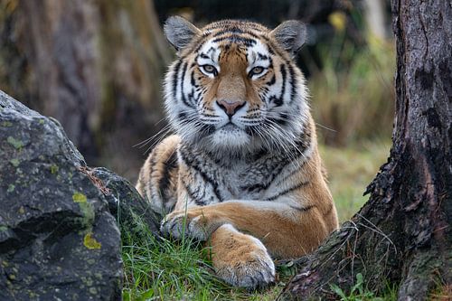 Tigre de Sibérie sur Shirley Kroos