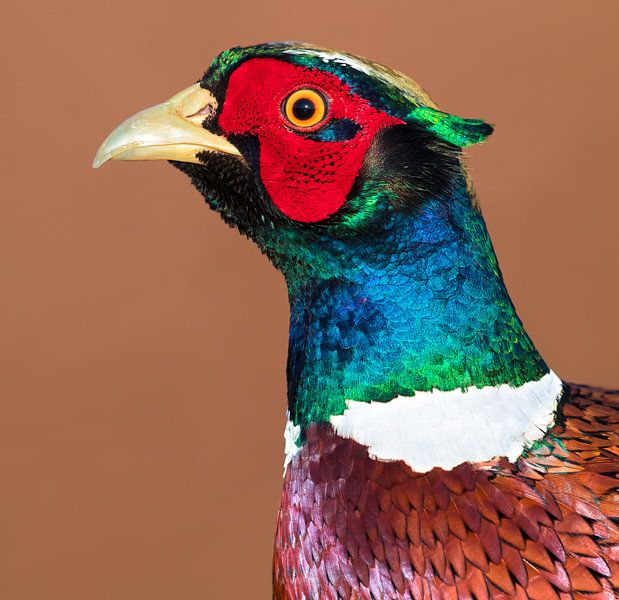 Male Common Pheasant (Phasianus colchicus) by AGAMI Photo Agency