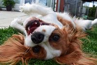 Dog upsidedown