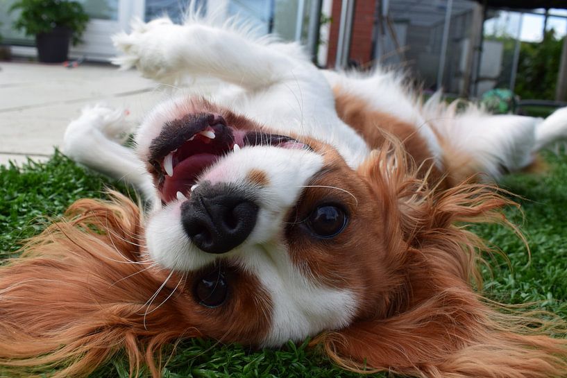 Hund auf den Kopf gestellt von Chloe 23