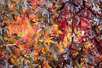 Boom met herfstbladeren van Peter de Kievith Fotografie