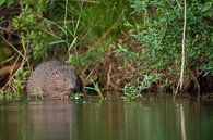 Beaver feeding by Vienna Wildlife thumbnail