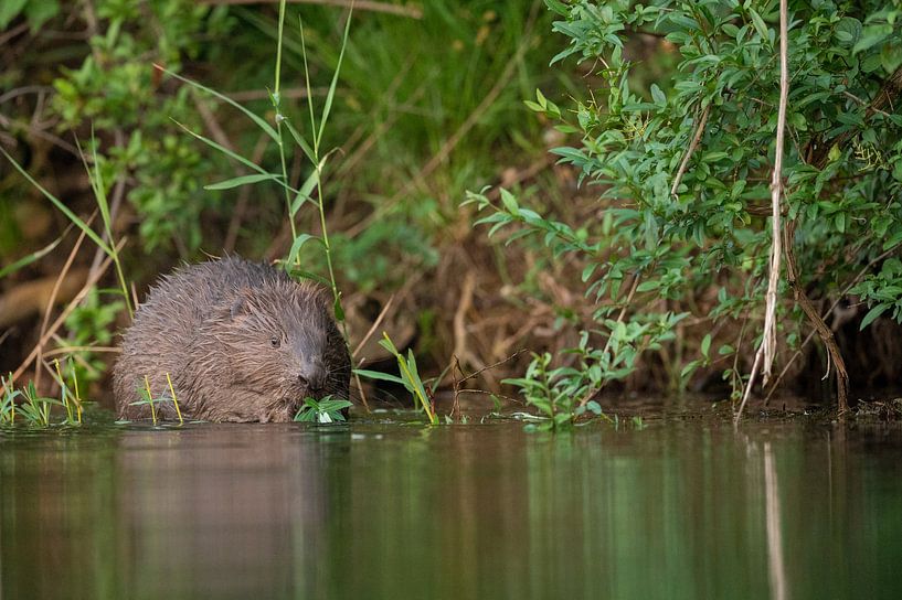 Beaver feeding by Vienna Wildlife