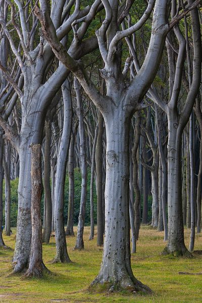 Haunted forest 40 by Sven-Erik Arndt