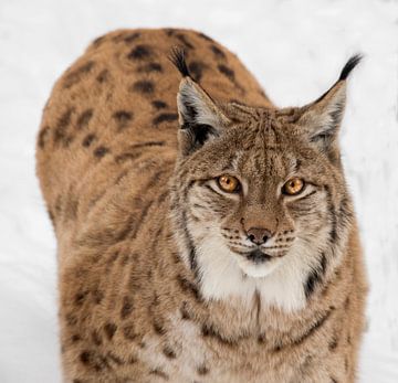Lynx van anja voorn