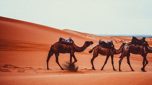 Kamelen in de Sahara