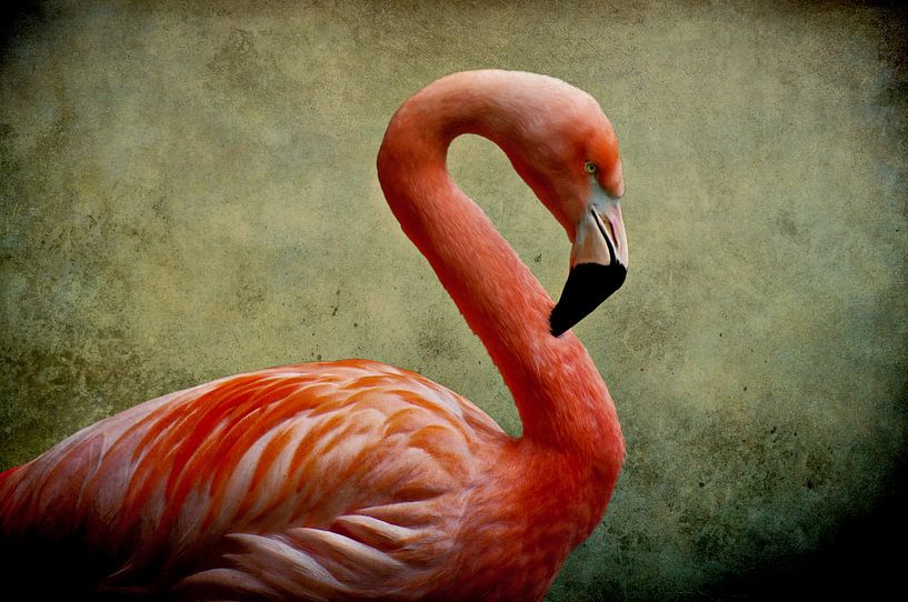 Flamingo by AD DESIGN Photo & PhotoArt