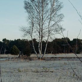 Berk in het Boetelerveld Salland van Maurits Hagen