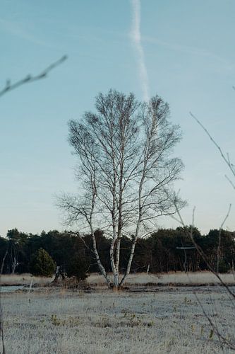 Berk in het Boetelerveld Salland