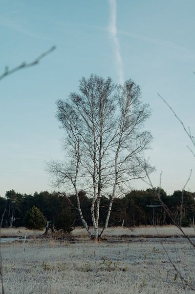 Birch in the Boetelerveld Salland by Maurits Hagen