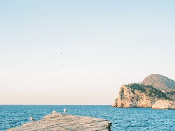 Seemöwen bei Sonnenuntergang auf Ibiza