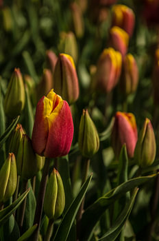 Tulips in the field