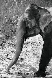 Asian elephant with long trunk in black and white