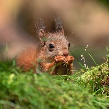 eating squirrel by gea strucks