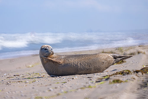 Strand Noordwijk. Zeehond van Yanuschka | Fotografie Noordwijk