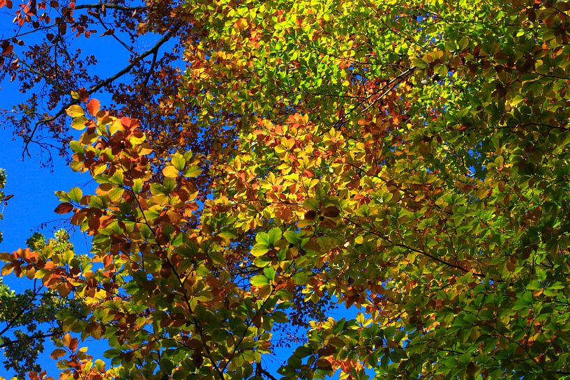 Magnificent beech by Thomas Jäger