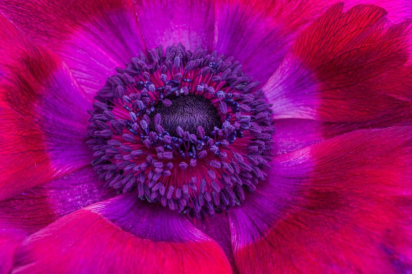 Coquelicot violet par Albert Mendelewski