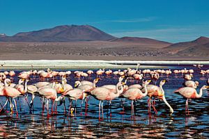 Die Flamingos der Laguna Colorada