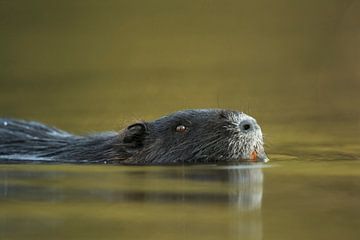 Nutria ( Myocastor coypus ) schwimmt durch wunderschön gefärbtes Wasser, Nahaufnahme, Kopfporträt, s von wunderbare Erde