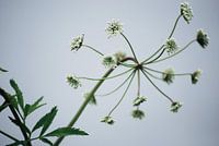 Natur - Uferpflanze