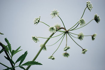 Natur - Uferpflanze