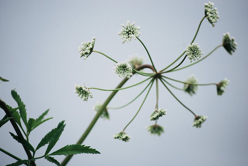 Nature - shore plant by Margreet Boersma
