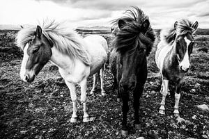 Chevaux islandais sur Daniela Beyer