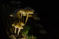 Exposed mushrooms