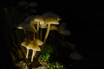 Belichte paddenstoelen