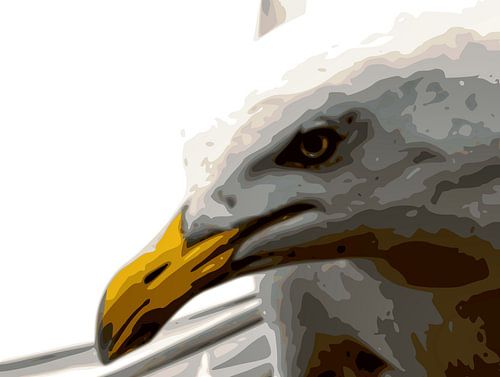 Zeemeeuw close-up