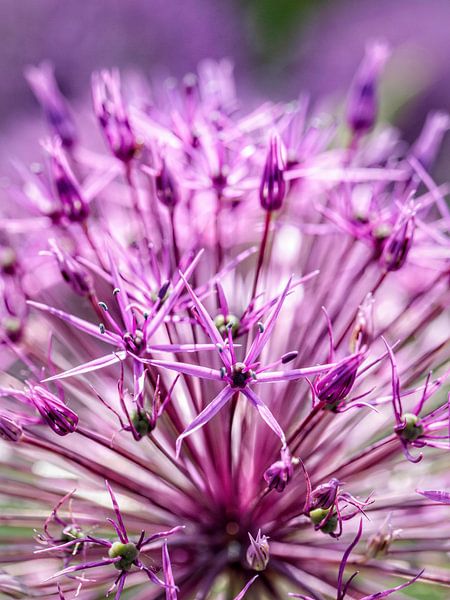 Allium by Rob Boon