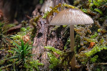 Macro-photographie d'un champignon de couleur claire, Mycena, qui aime les casques, sous la pluie sur Hans-Jürgen Janda