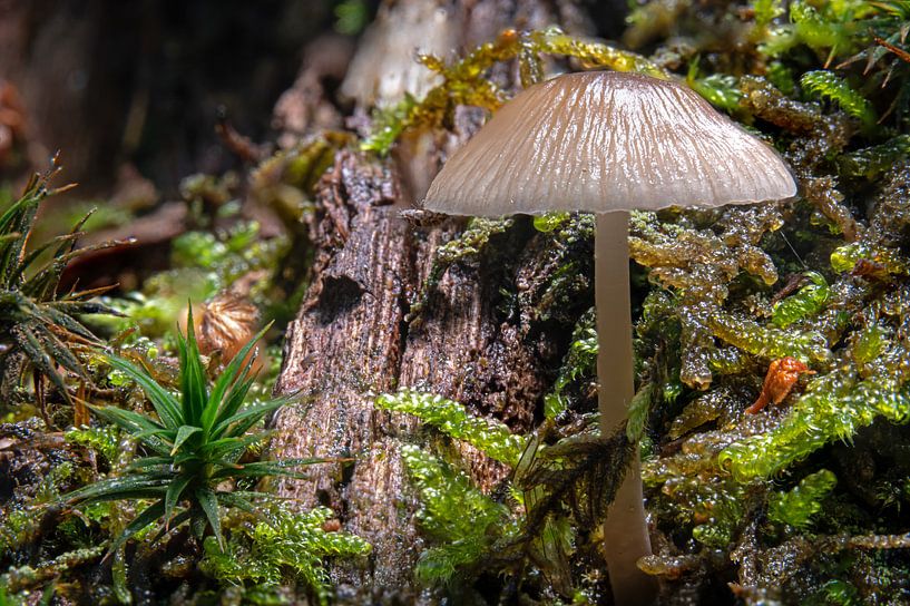 Macro-photograph of a light-coloured fungus, helmet-loving Mycena, in rain by Hans-Jürgen Janda
