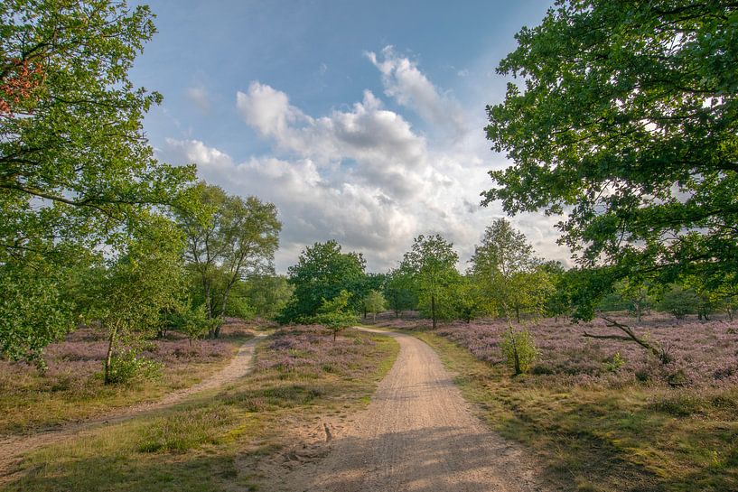 Pad von Ilma Fotografie