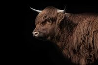 Portret van een Schotse Hooglander