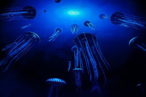 Jellyfish