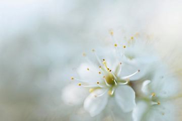 Fleur blanche sur fond doux sur Bianca de Haan