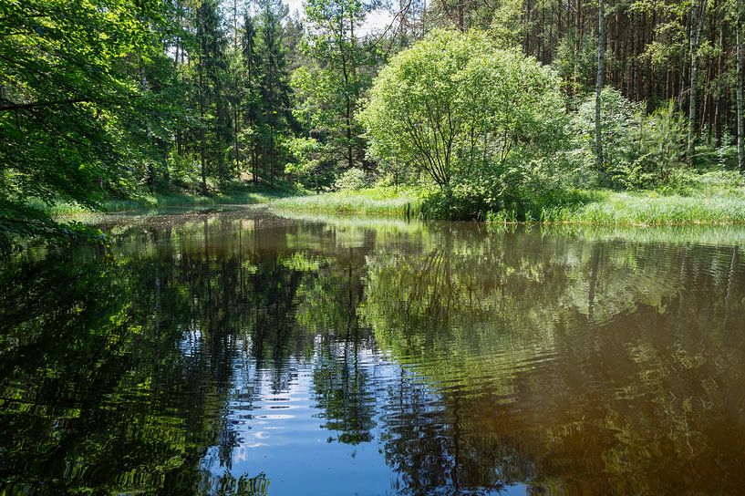Reflection of trees in calm water 1 by Adriana Müller