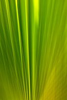 Palmblad
