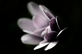 Spanish Daisy by Ralph Hoeberechts