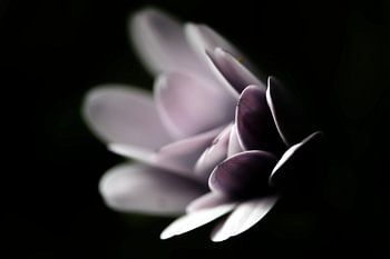 Marguerite d'Espagne