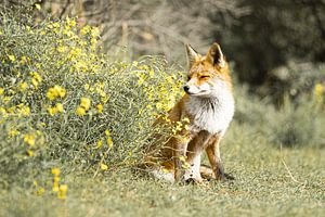 Vos in de Amsterdamse Waterleidingduinen van Sander Jacobs