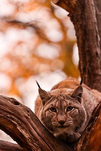 Morgenröte von Tierfotografie.Harz