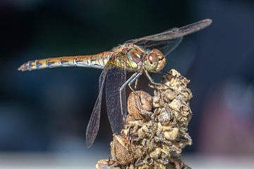 Dragonfly van Dennis Eckert