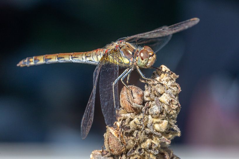 Dragonfly van Dennis Eckert